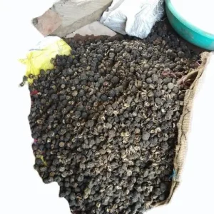 Timur Seed